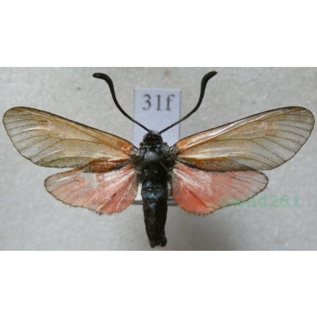 Zygaena osterodensis Reiss, 1921 Czech31f